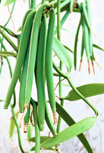 Charger l'image dans la galerie, Image 03: Tiki Monoi Oils Monoi Tiki Vanille 60Ml